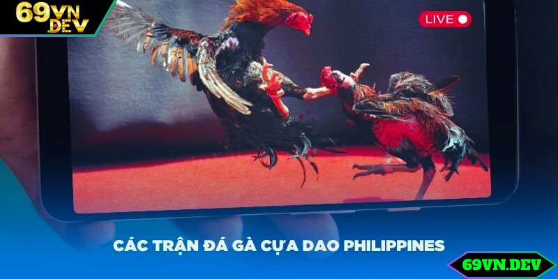 Tường thuật sắc nét các trận đá gà cựa dao Philippines tại nhà cái 69vn