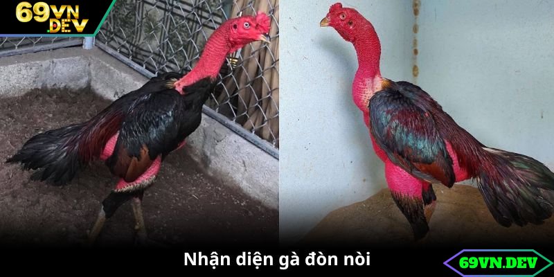 Cách nhận diện gà đòn giống nòi