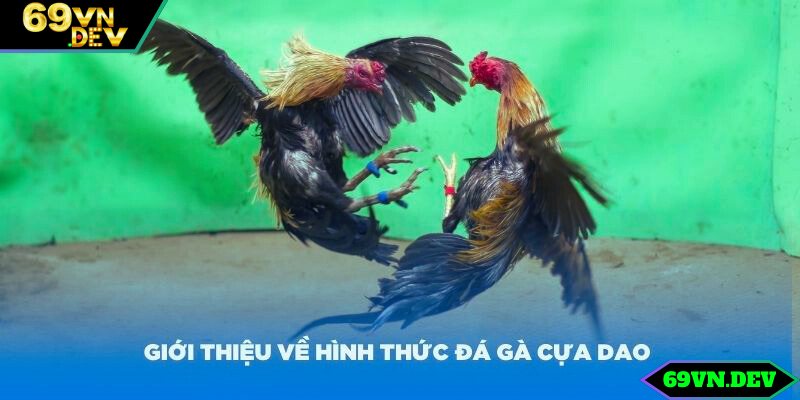 Giới thiệu về hình thức đá gà cựa dao Philippines